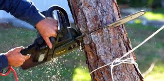 Best Tree Maintenance Programs  in Norwich, NY